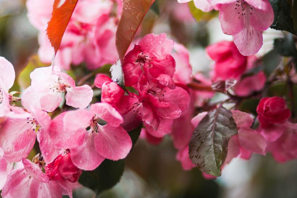 Free Image of Vibrant pink flowers with leaves in a lush green garden setting. 