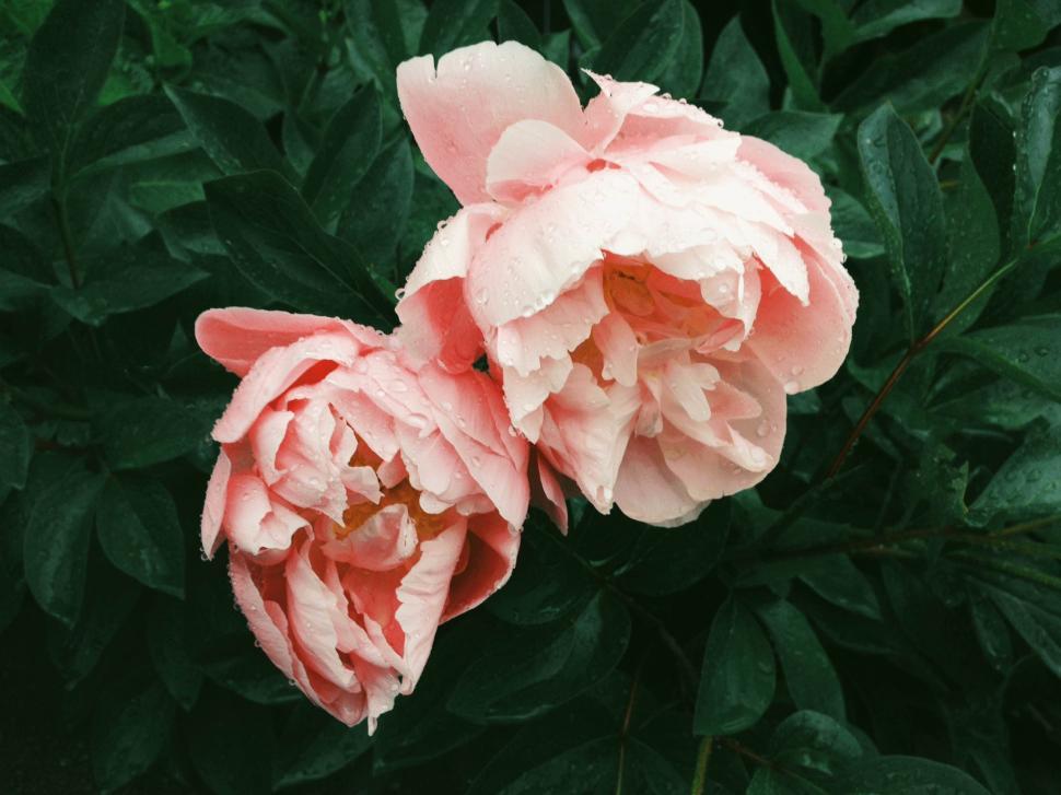 Free Image of Two pink blooming flowers with fresh morning dew on green leaves. 