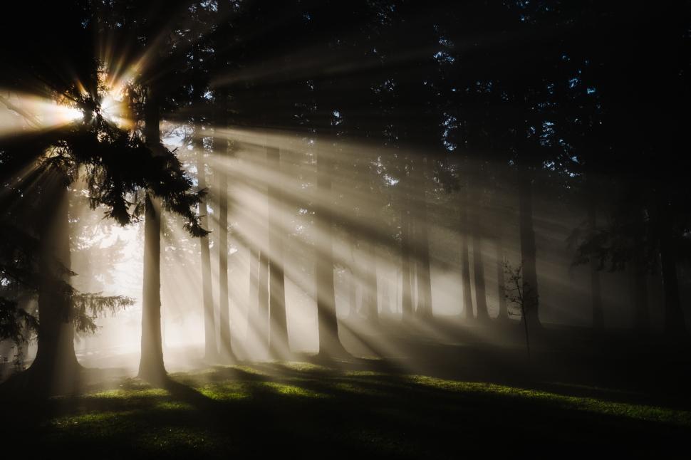 Free Image of Sunbeams breaking through forest trees in serene early morning mist 