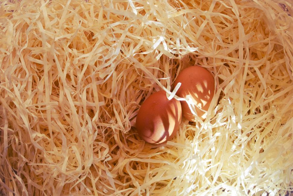 Free Image of Two brown chicken eggs nest in straw representing natural setting 