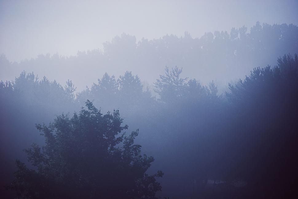 Free Image of Foggy forest scene with trees in the distance creating a mystic view 