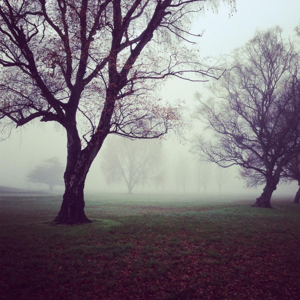 Free Image of Misty park with bare trees on a foggy autumn day creating mood 
