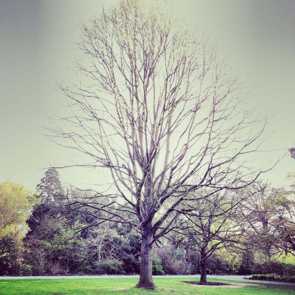 Free Image of Bare tree in open field under clear sky on a bright sunny day 