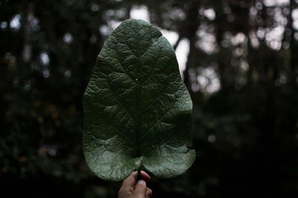 Free Image of Single large green leaf held by hand in the forest environment 