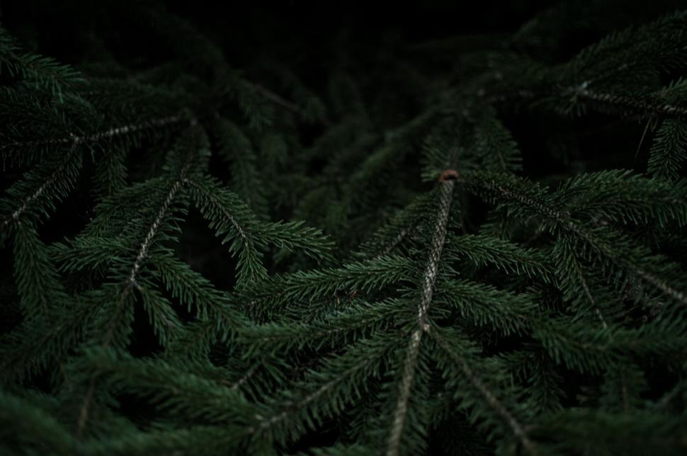 Free Image of Close-up of dense evergreen foliage in a forest setting 