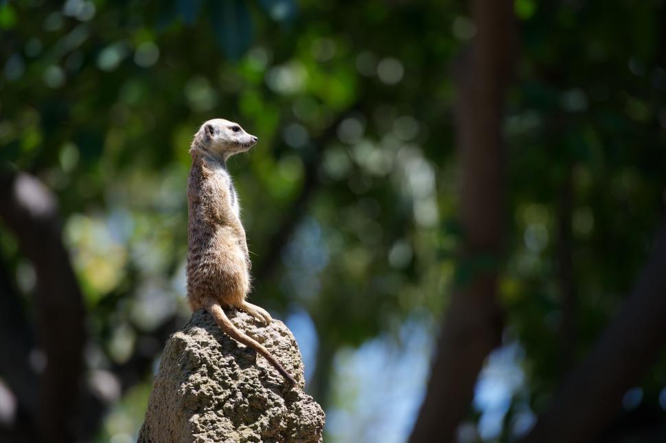 Free Image of Meerkat standing on a rock with green foliage in the background 