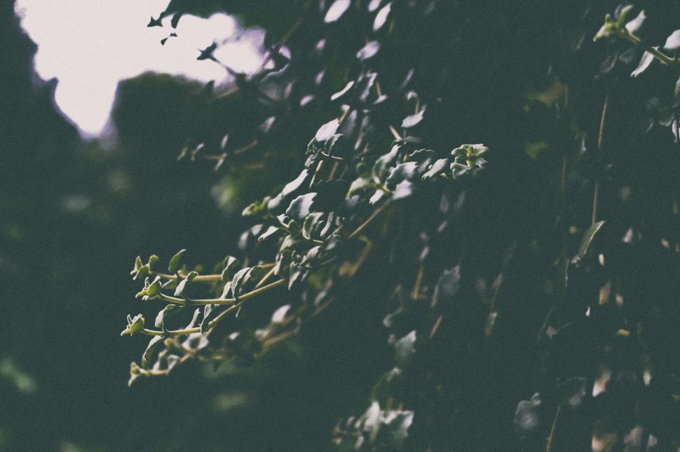 Free Image of Close-up of lush green foliage with soft focus background. 