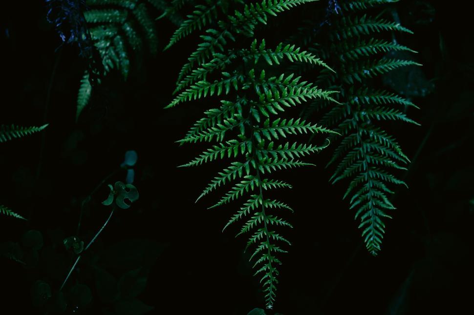 Free Image of Close-up of lush green fern leaves in a dark setting 