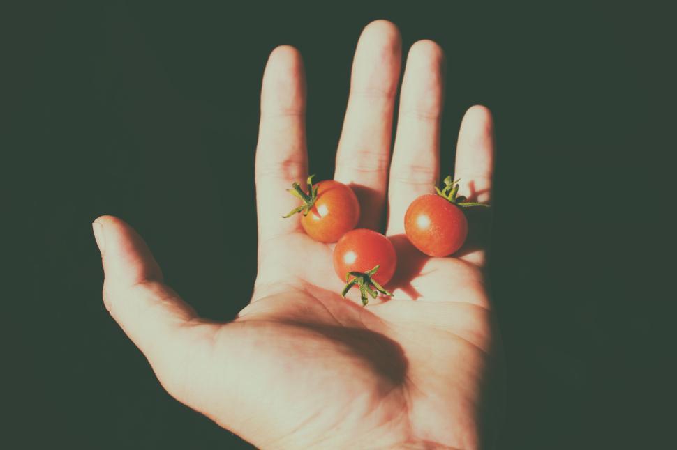 Free Image of Hand Holding Three Fresh Red Cherry Tomatoes in Natural Light 