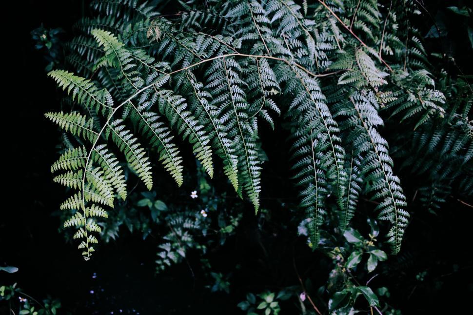 Free Image of Close-up of green fern leaves against a dark background. 