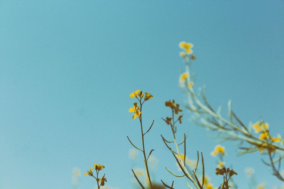 Free Image of Yellow wildflowers against a bright blue sky on a sunny day. 