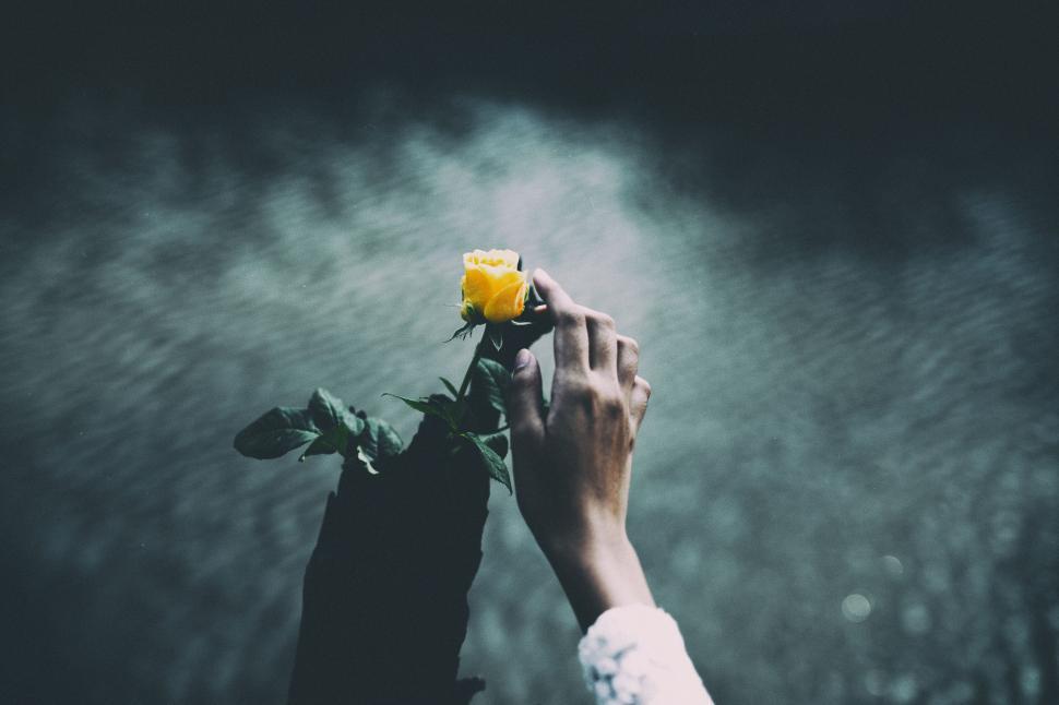 Free Image of Hand holding a single yellow rose against a blurry water background. 