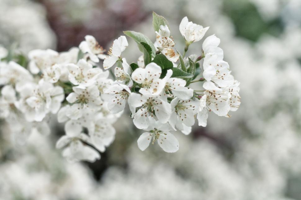 Free Image of Close-up shot of white cherry blossoms in full bloom on a branch 