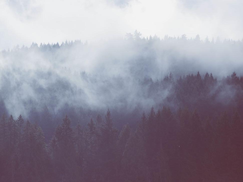 Free Image of Foggy forest capturing the mysterious atmosphere of dense trees 