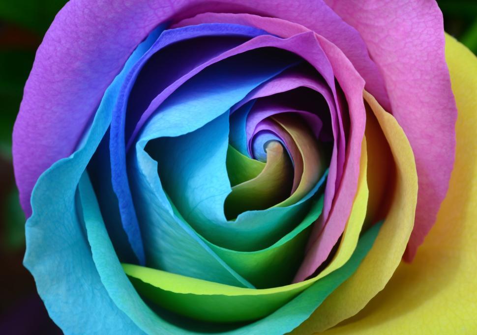 Free Image of Close-up of a multicolored rose showcasing vibrant petal layers 