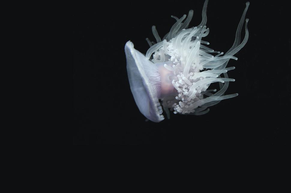 Free Image of A single jellyfish gracefully floating in dark waters, lit softly. 