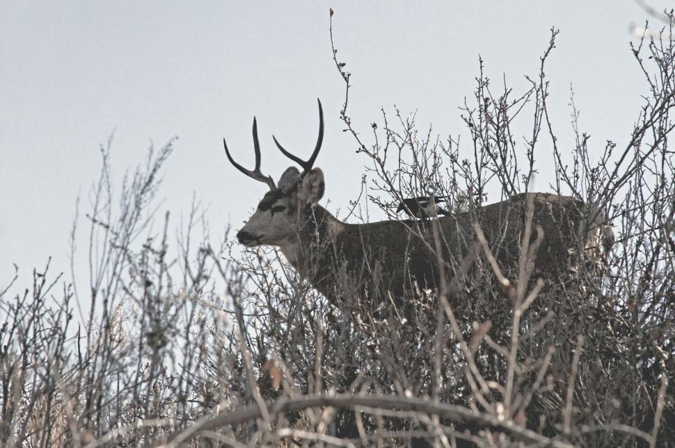 Free Image of A deer with antlers standing in dense brush and dry twigs. 