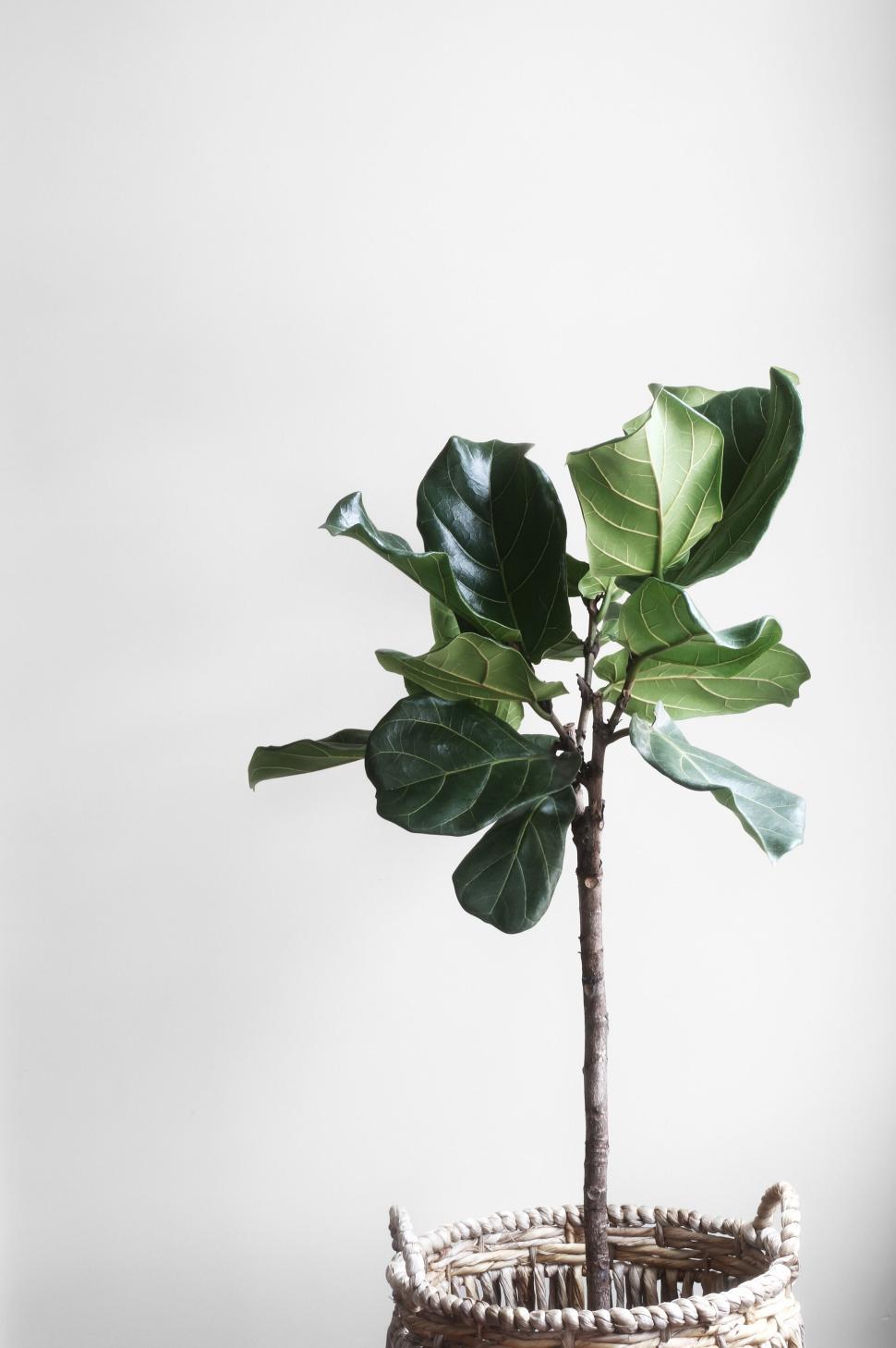 Free Image of Fiddle leaf fig plant in woven basket against a plain white wall. 