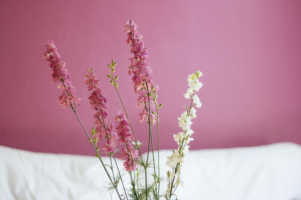 Free Image of Delicate flowers against a pink wall and white surface backdrop 