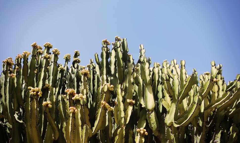 Free Image of Tall green cacti under a clear blue sky on a bright sunny day. 