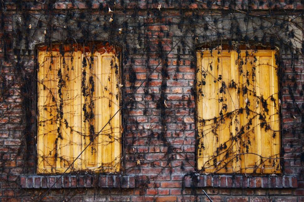 Free Image of Abandoned building with wooden shutters covered in climbing vines. 