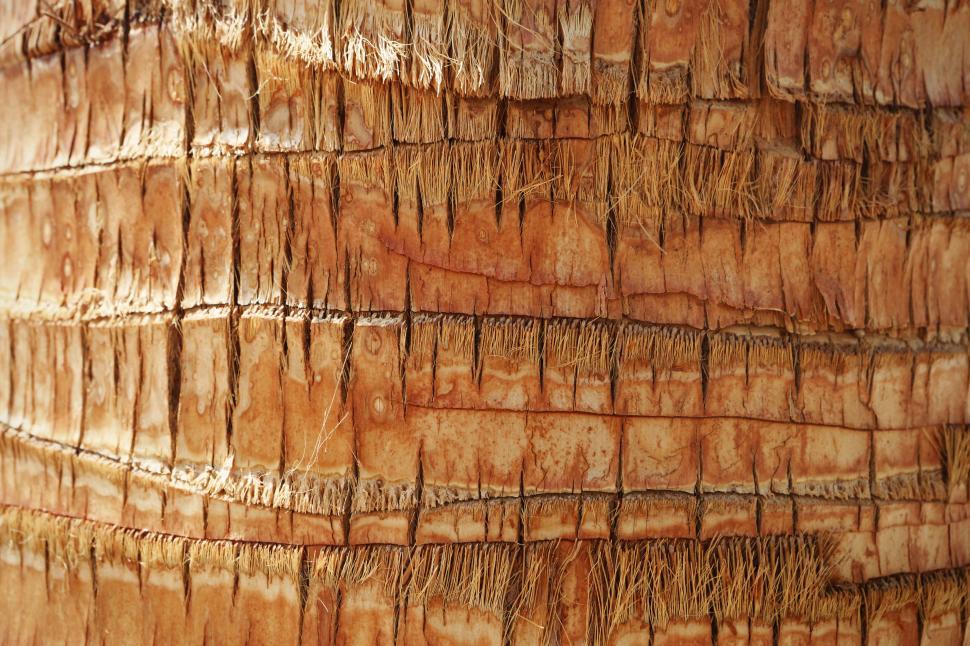 Free Image of Close-up of the rough and textured bark of a palm tree trunk 