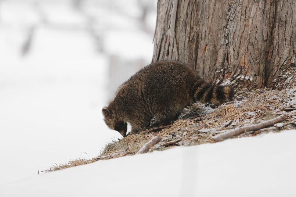 Free Image of A raccoon foraging in the snow by a large tree, wintry wildlife scene. 