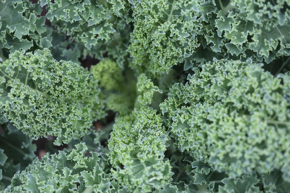 Free Image of Close-up of fresh green kale leaves, representing healthy organic food. 