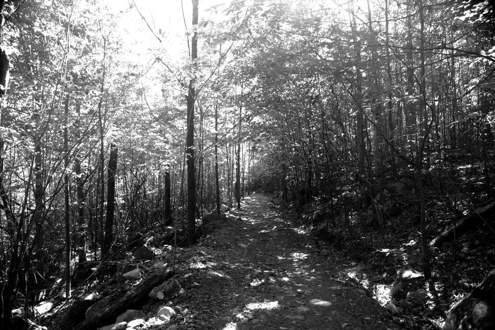 Free Image of Black and white image of forest path surrounded by dense trees 