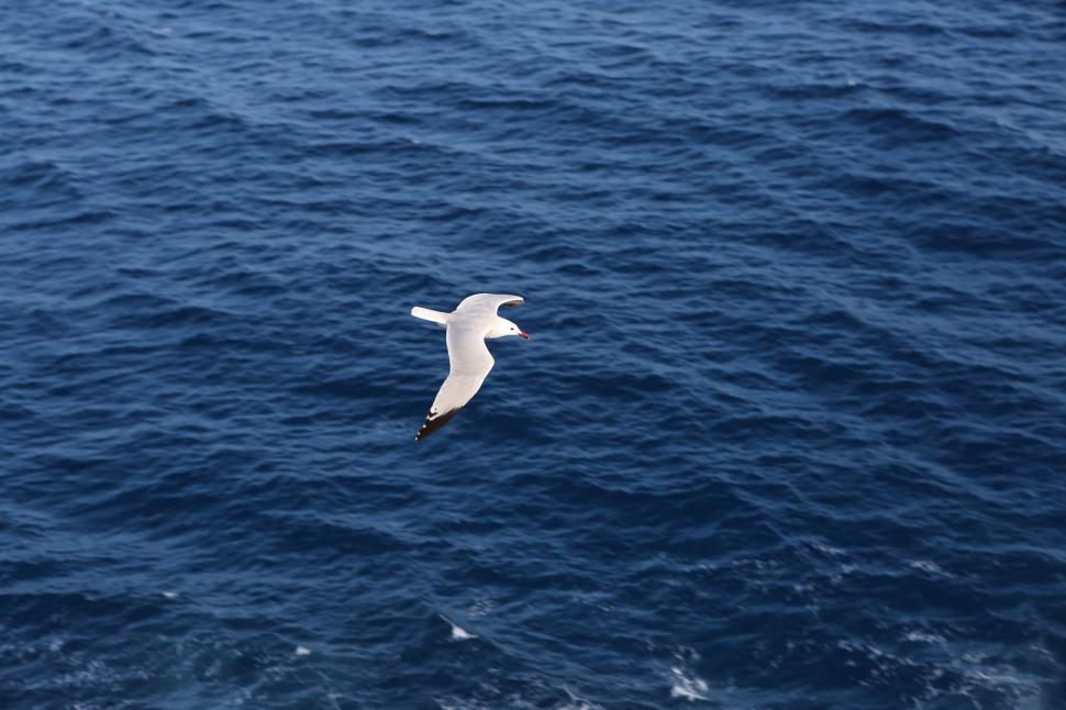 Free Image of Seagull in mid-flight over deep blue ocean with visible waves 