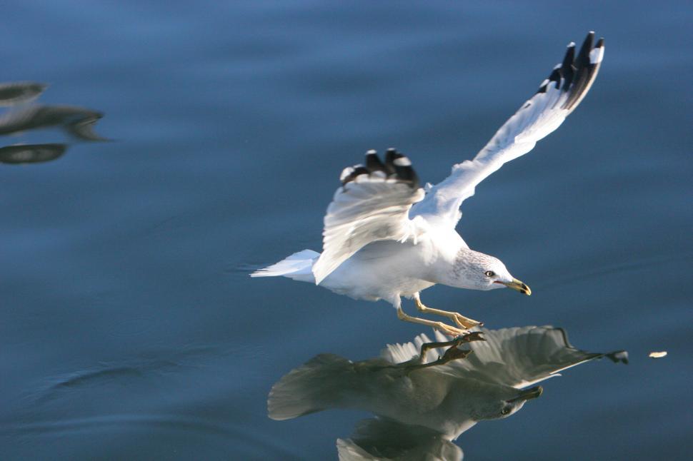 Free Image of Seagull in Flight Above Water Reflecting Its Image Below 