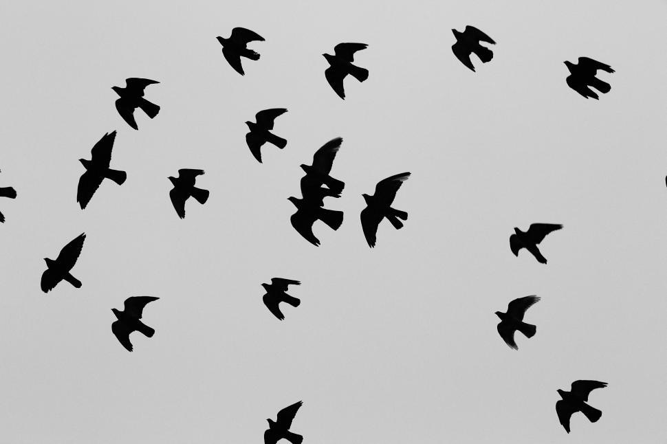 Free Image of Flock of Birds Silhouetted Against a Gray Overcast Sky 