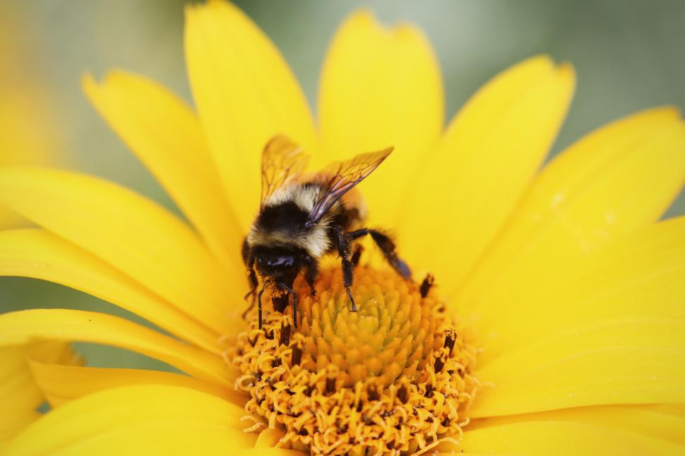 Free Image of Close-up of a bee gathering nectar on a vibrant yellow flower 