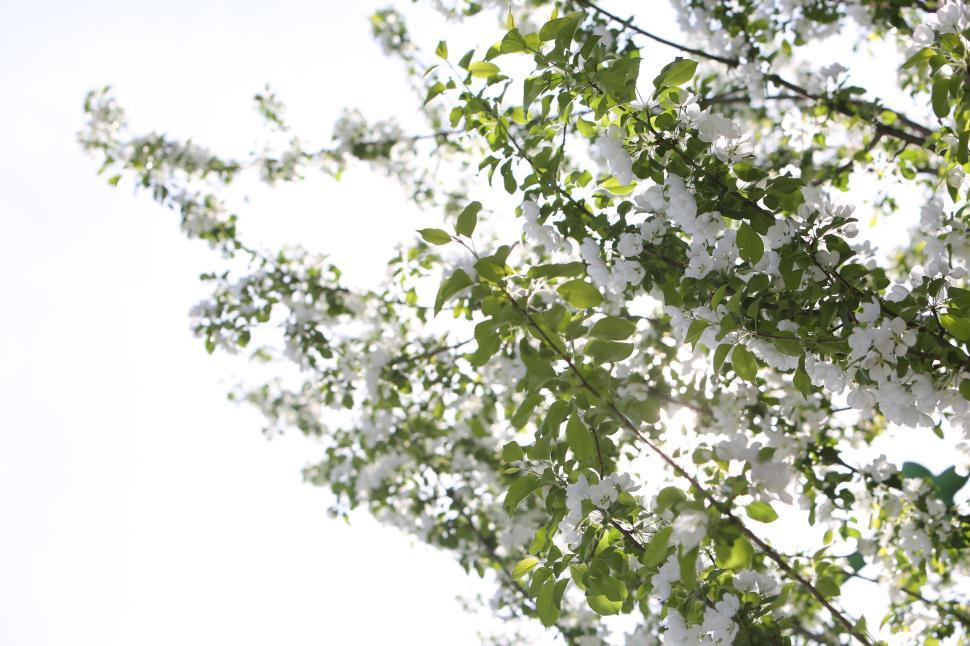 Free Image of Sunlit green tree branches with white blossoms against a bright sky. 