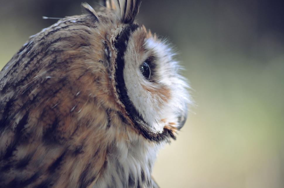 Free Image of Close-up of a brown owl s face with soft blurred background. 