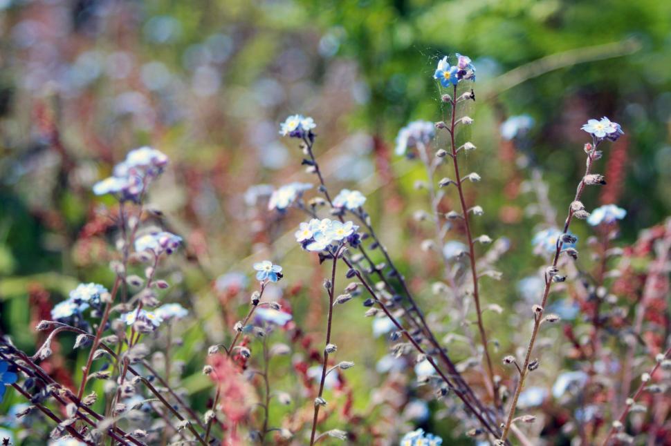 Free Image of Close-up of small delicate wildflowers in a sunny meadow area 