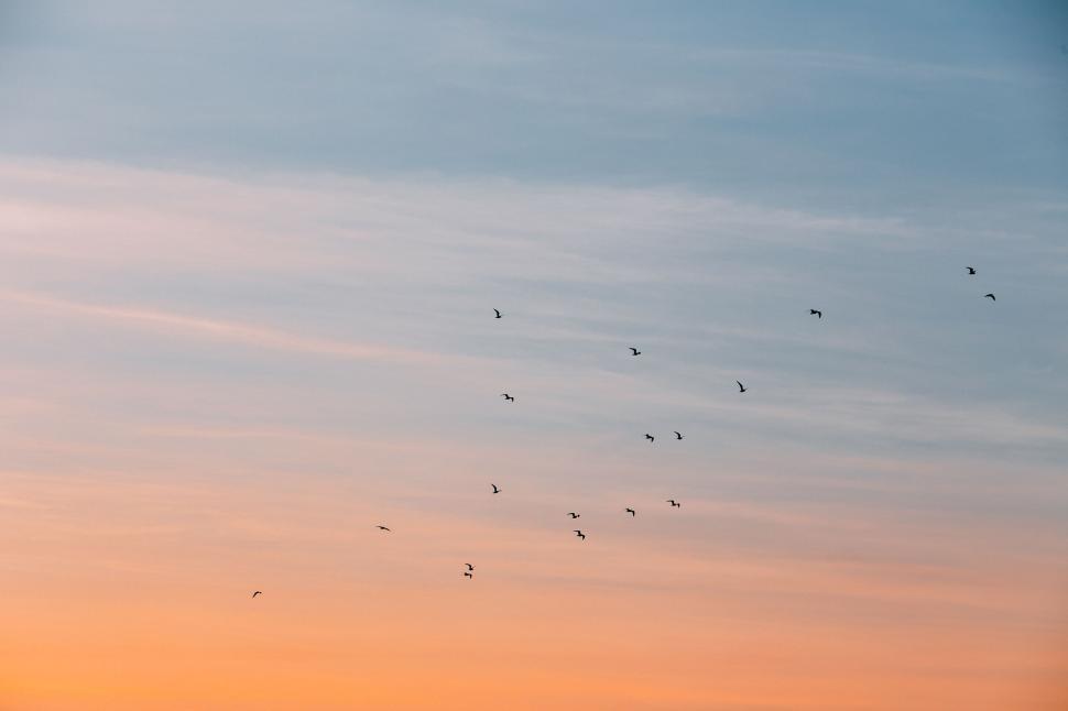 Free Image of Birds flying in the sky during a serene sunset, wide view 