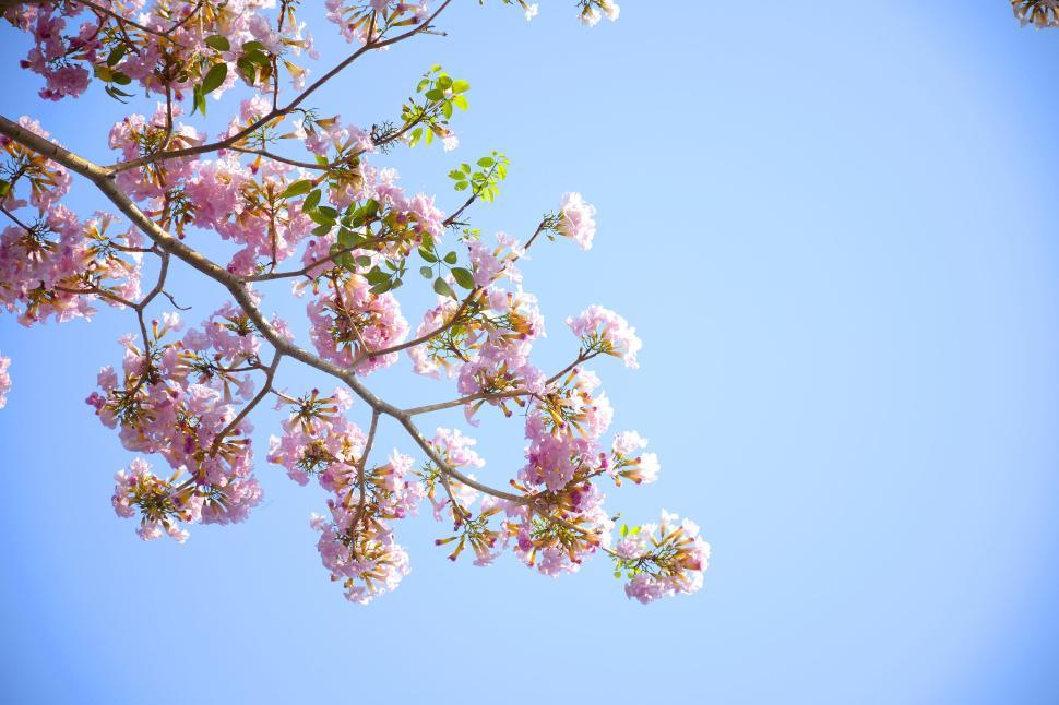 Free Image of A branch of pink flowers blooming against a bright blue sky 