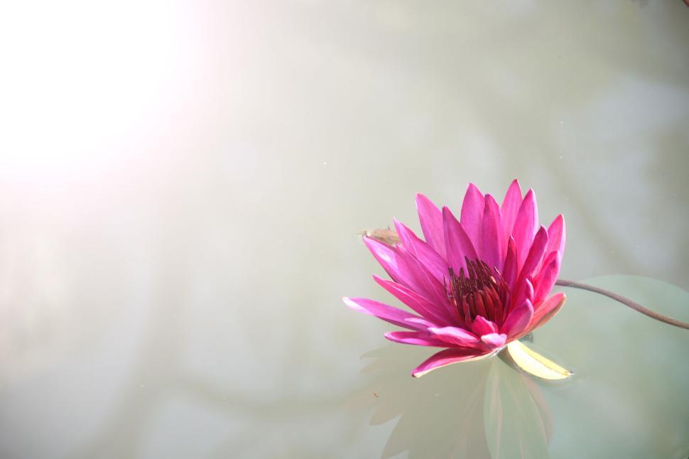 Free Image of A bright pink water lily blooming on still water surface 
