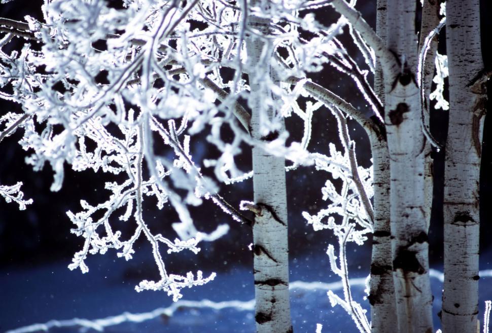 Free Image of Frost-covered birch trees with heavy snow in a winter wonderland 
