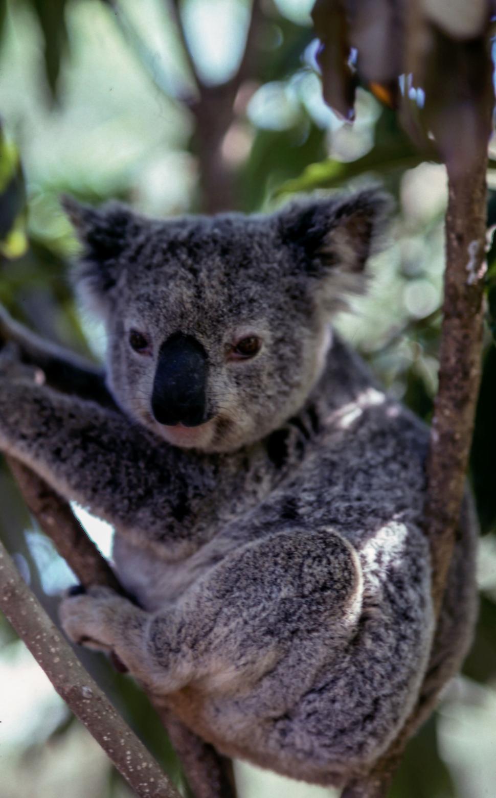 Free Image of Koala bear sitting on a tree branch in its natural habitat 