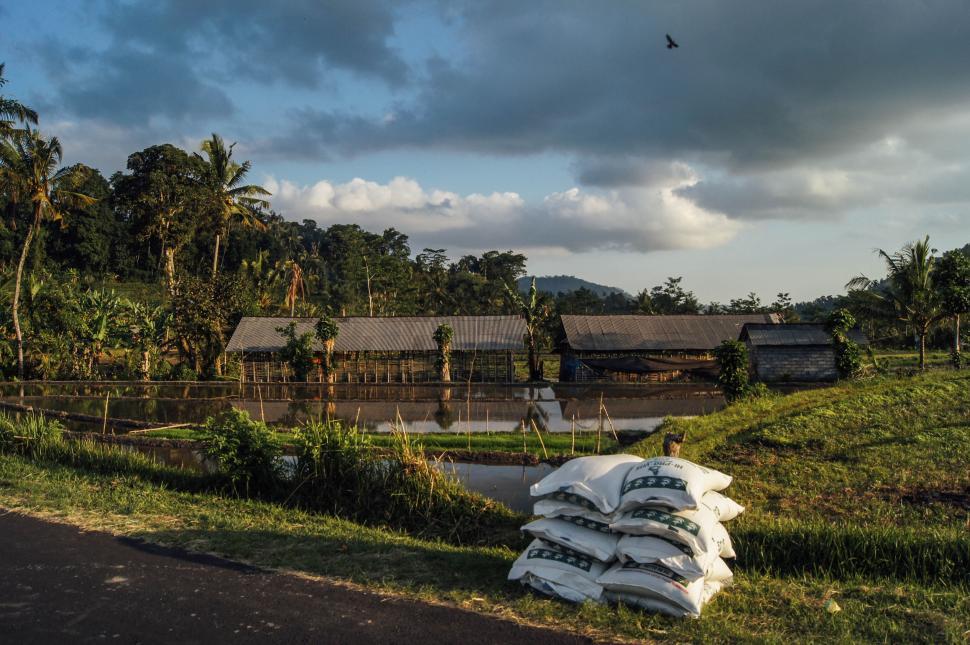 Free Image of Peaceful rural scene of rice paddies with huts and stacked bags 