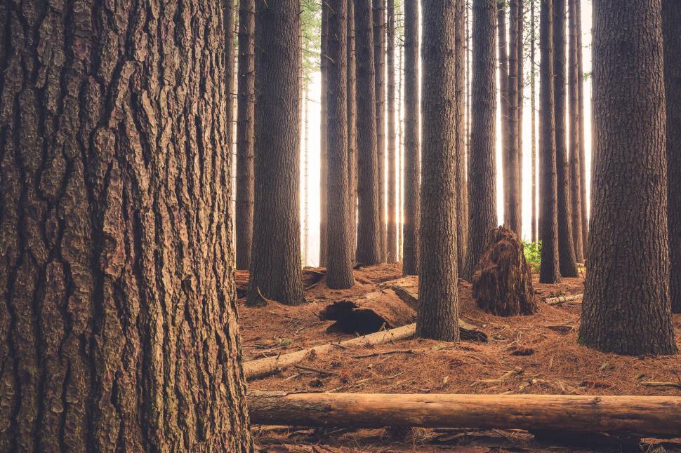 Free Image of Tranquil forest floor scene surrounded by tall straight trees. 