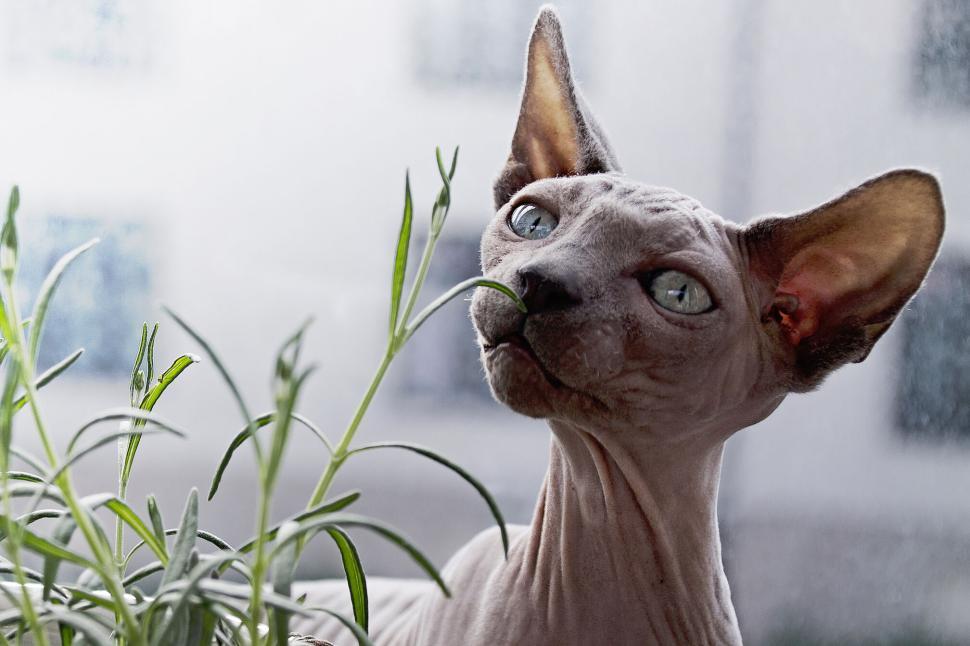 Free Image of Sphynx cat with gray blue eyes next to green foliage on porch. 