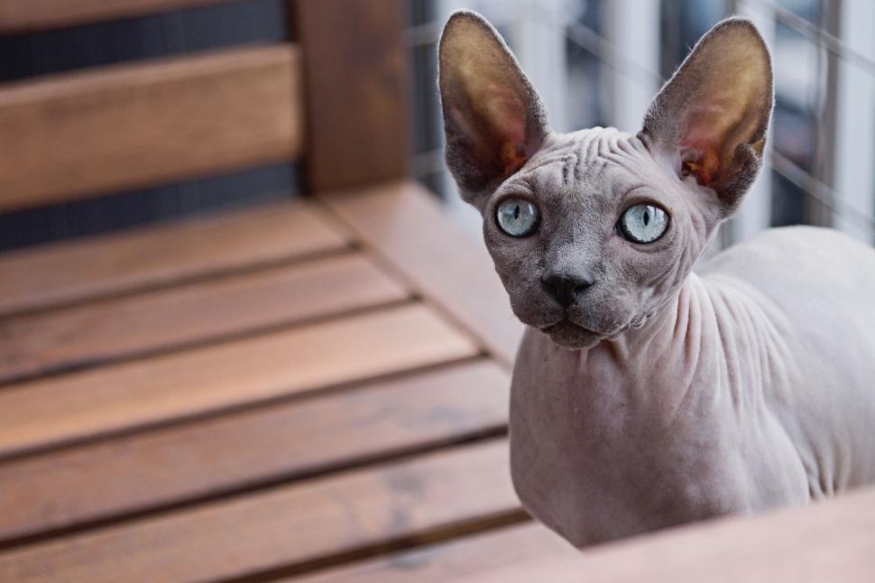 Free Image of Hairless Sphynx cat with blue eyes sitting on wooden balcony seat. 