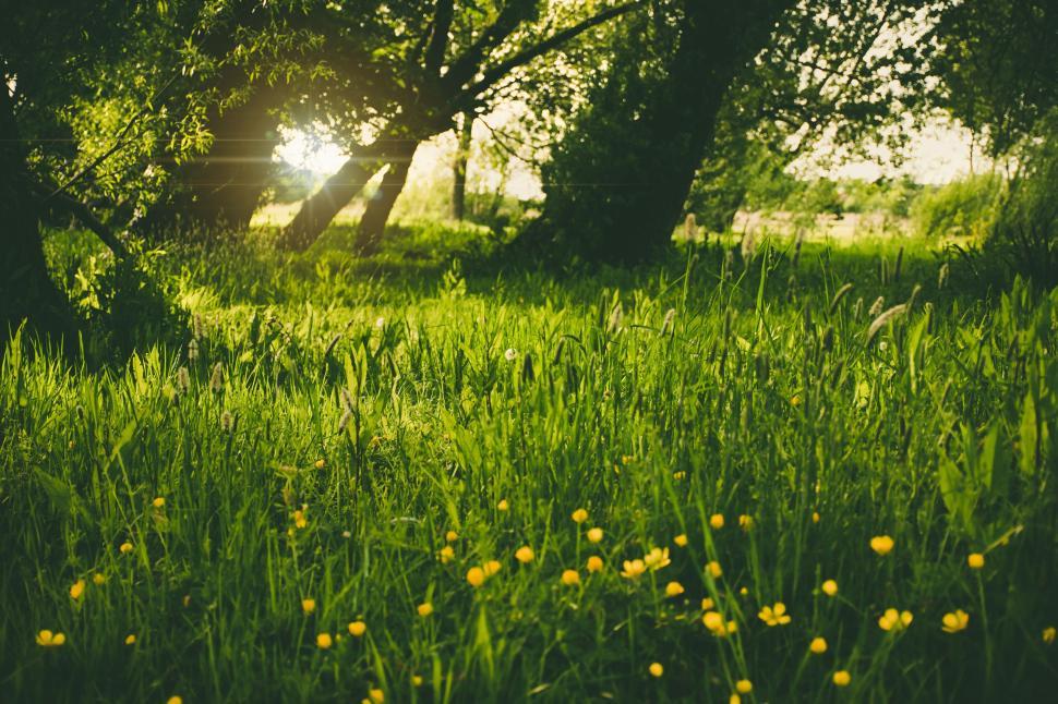 Free Image of Lush green field with yellow flowers and trees in sunlight. 