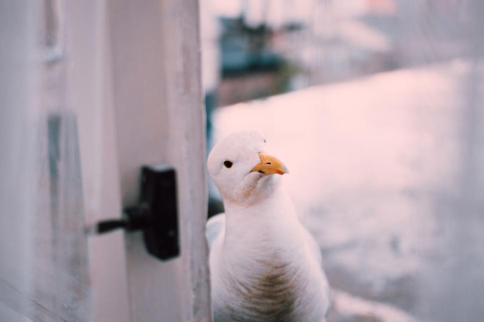 Free Image of White seabird standing near a door with calm expression and soft light 