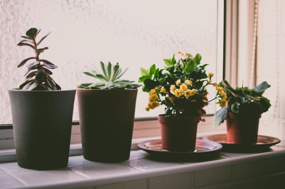 Free Image of Four potted plants on a windowsill with natural light behind them. 