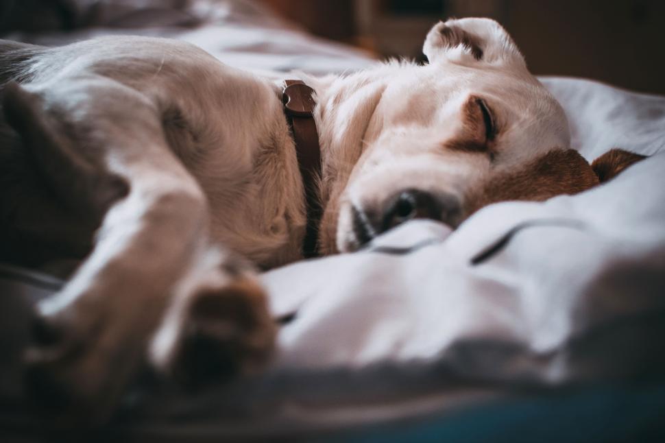 Free Image of Sleeping dog on a cozy bed, capturing a peaceful and serene moment 