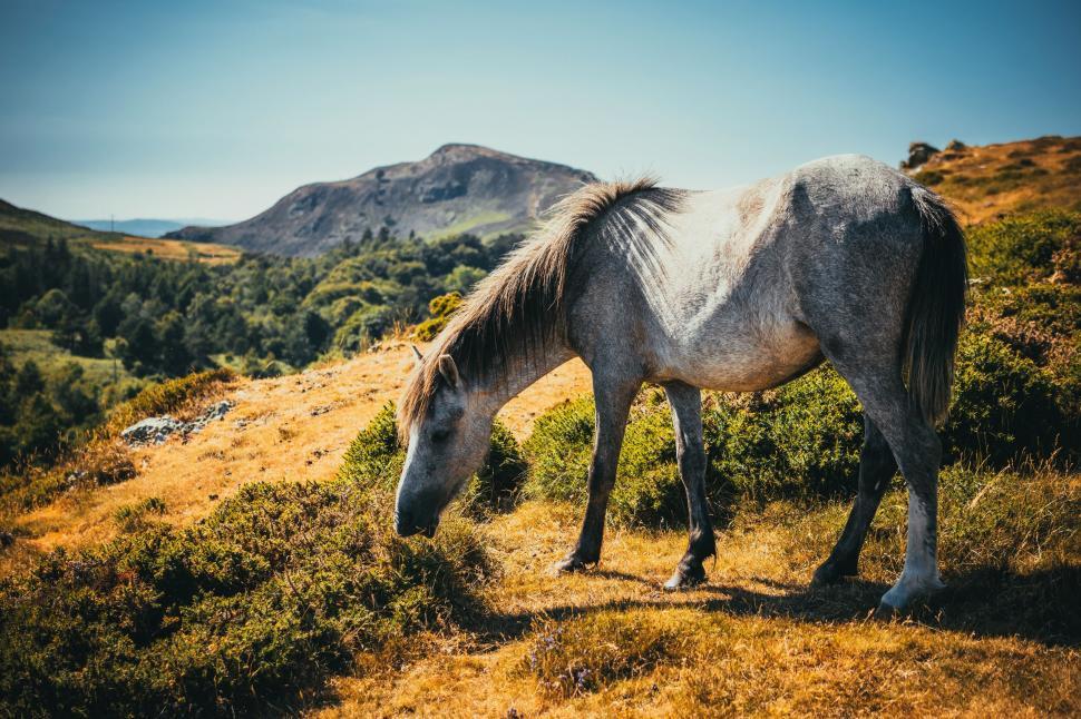 Free Image of Horse grazing in a hilly meadow under a clear blue sky. 
